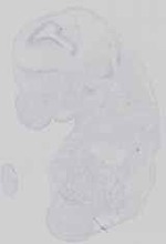 EMAGE:16584