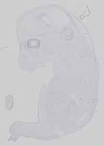 EMAGE:16584