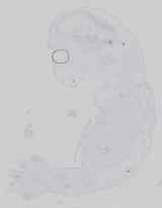 EMAGE:16584