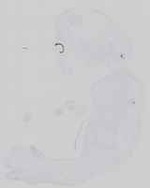 EMAGE:16584