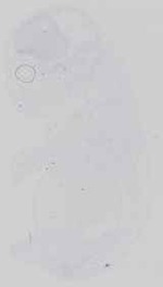EMAGE:16613