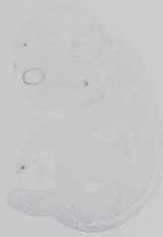 EMAGE:16667