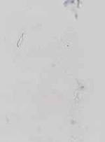EMAGE:16676