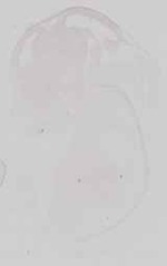EMAGE:16676