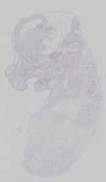 EMAGE:16693