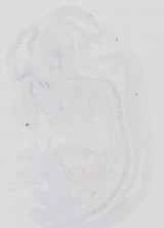 EMAGE:16699