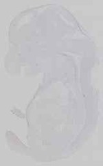 EMAGE:16705
