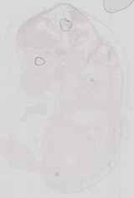 EMAGE:16713