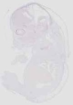 EMAGE:16714