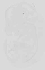 EMAGE:16718