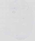 EMAGE:16734