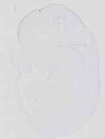 EMAGE:16734