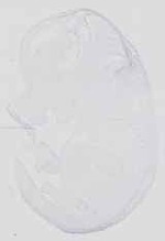 EMAGE:16734