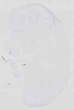 EMAGE:16734