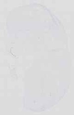 EMAGE:16734