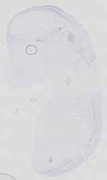 EMAGE:16734
