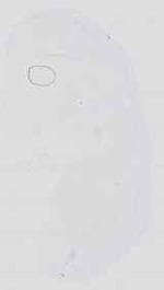 EMAGE:16734