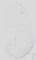 EMAGE:16735