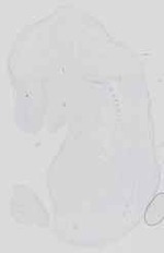 EMAGE:16738