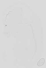EMAGE:16738