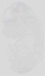EMAGE:16739