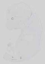 EMAGE:16741