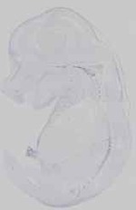 EMAGE:16742