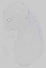EMAGE:16743