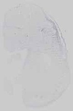 EMAGE:16743
