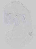 EMAGE:16743