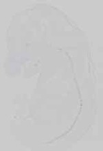 EMAGE:16743