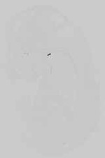 EMAGE:16743