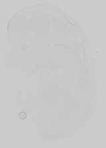 EMAGE:16743
