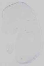 EMAGE:16743