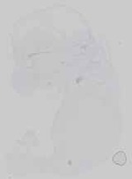 EMAGE:16743