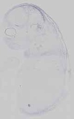 EMAGE:16746