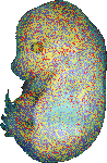 EMAGE:16758
