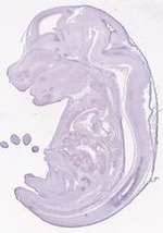 EMAGE:16793
