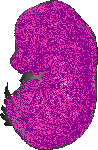 mouse atlas EMAGE spatial in situ gene expression database None