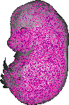mouse atlas EMAGE spatial in situ gene expression database None