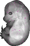 mouse atlas EMAGE spatial in situ gene expression database None