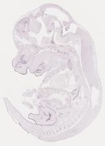 EMAGE:16946