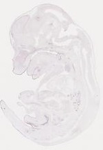 EMAGE:16946