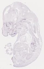 EMAGE:16946