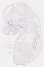 EMAGE:16946