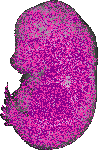 mouse atlas EMAGE spatial in situ gene expression database None