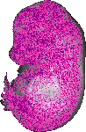 mouse atlas EMAGE spatial in situ gene expression database None