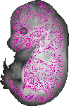 mouse atlas EMAGE spatial in situ gene expression database None