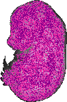mouse atlas EMAGE spatial in situ gene expression database None