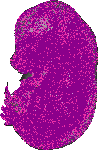 mouse atlas EMAGE spatial in situ gene expression database None